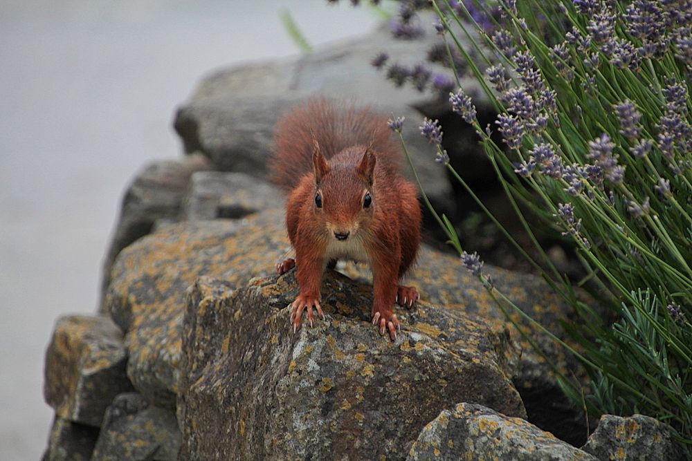 Eichhörnchen