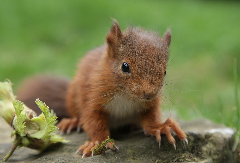 eichhörnchen