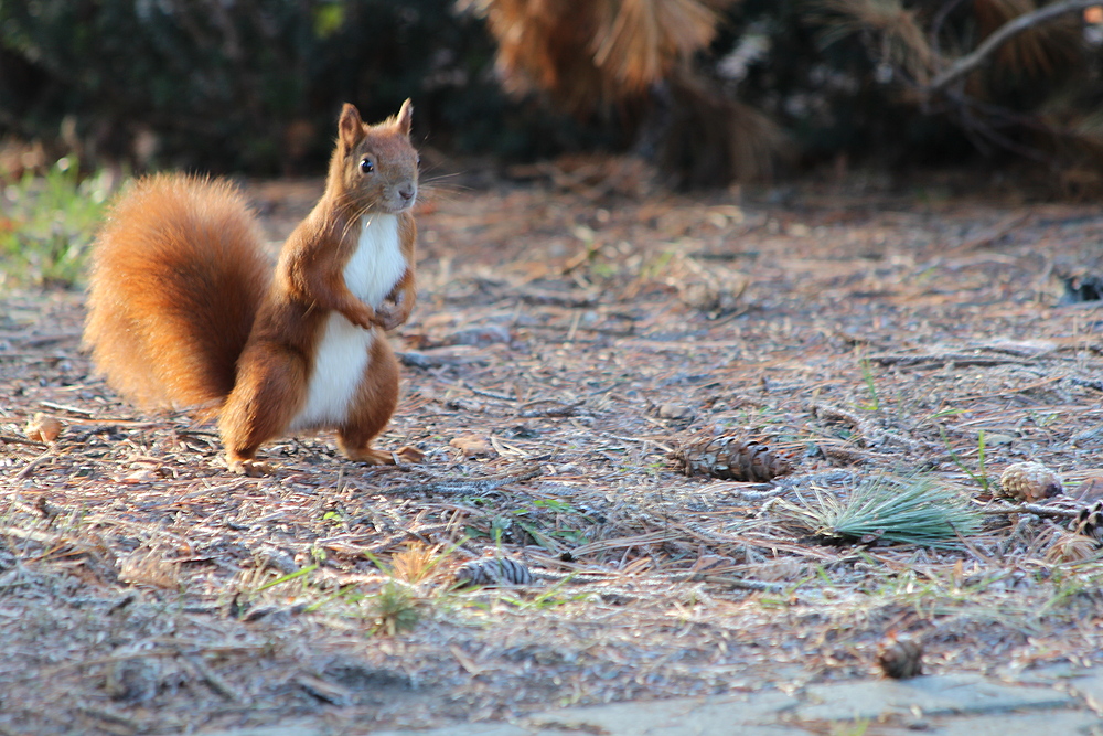 Eichhörnchen