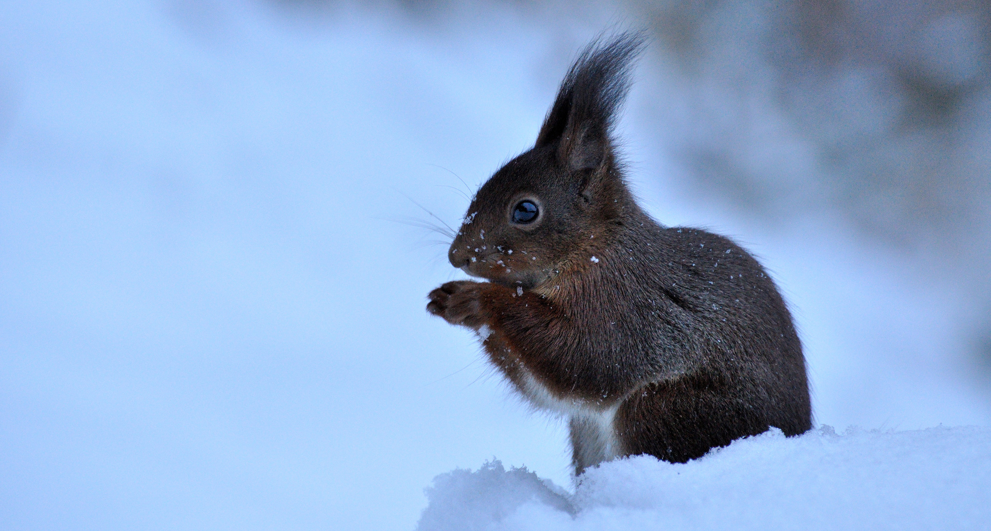 Eichhörnchen