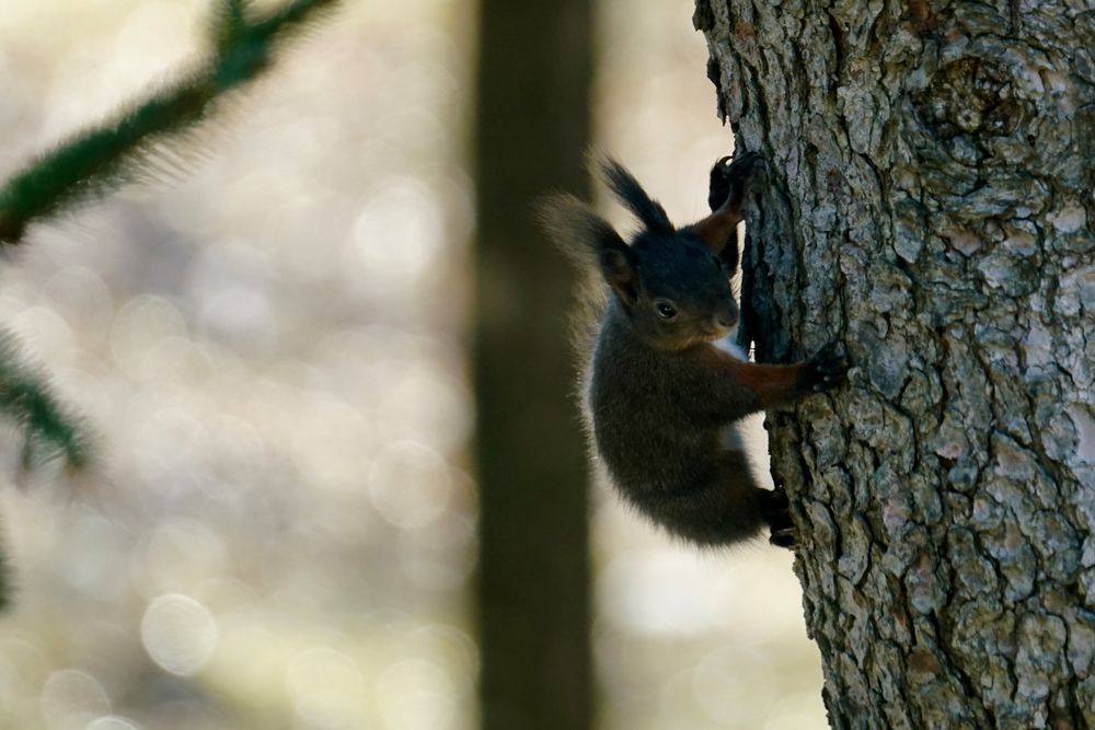 Eichhörnchen