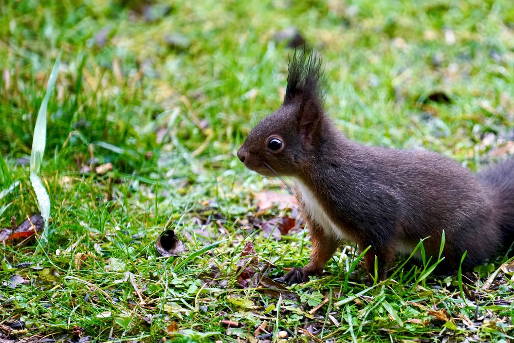 Eichhörnchen