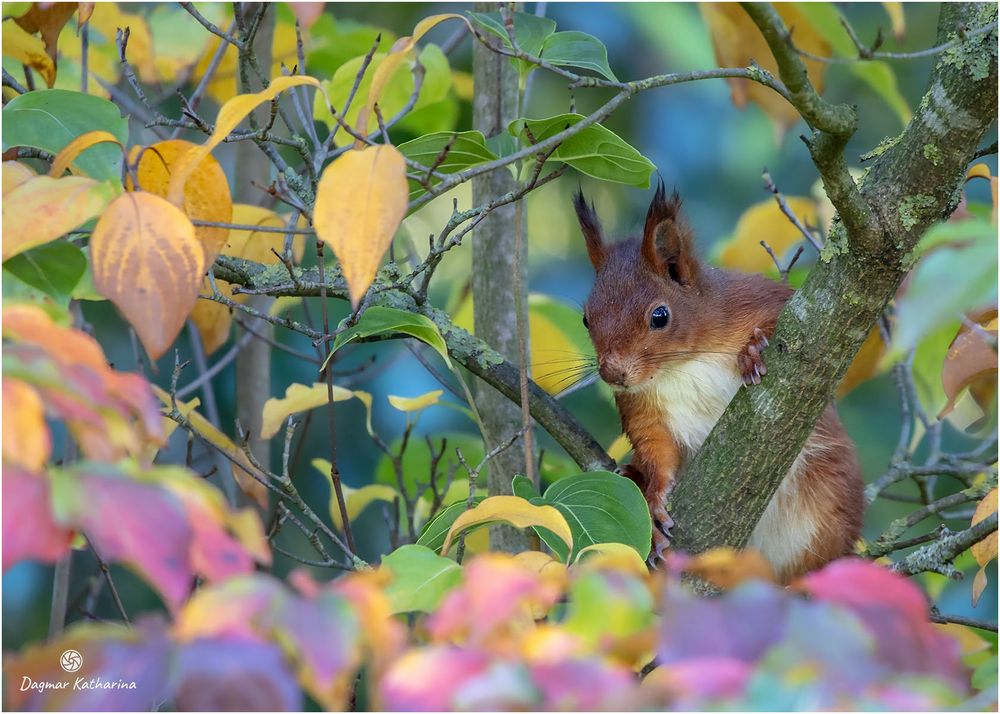 Eichhörnchen