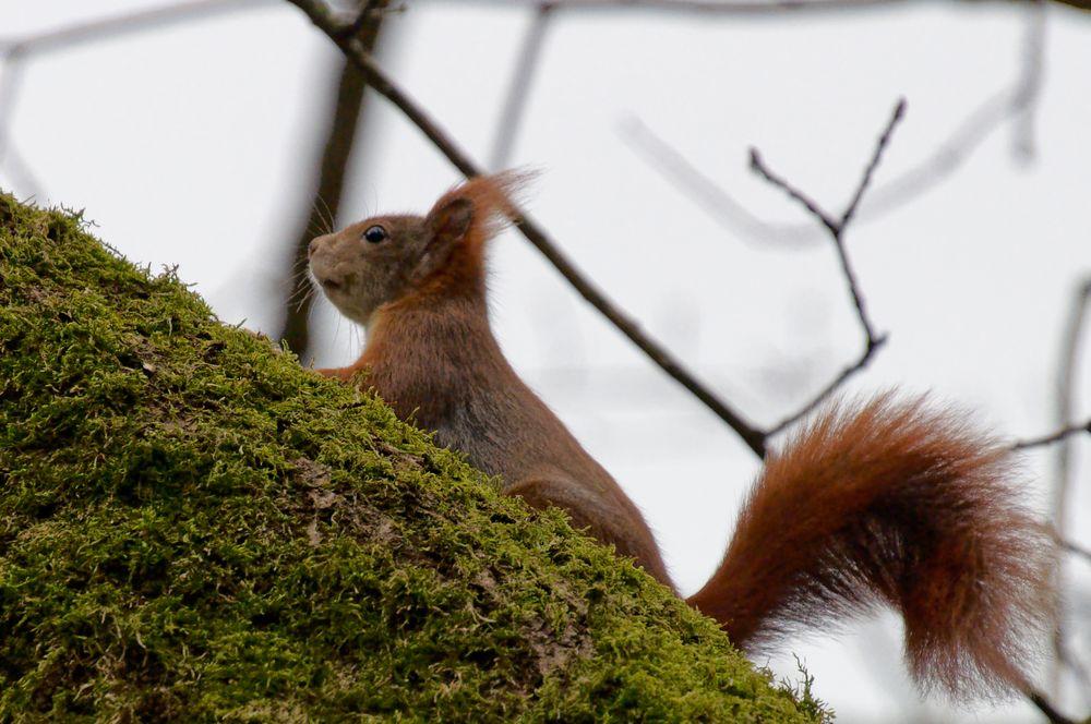 Eichhörnchen