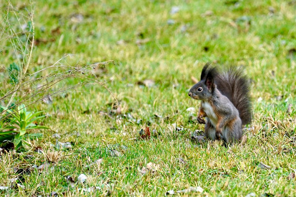 Eichhörnchen 