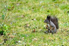 Eichhörnchen 