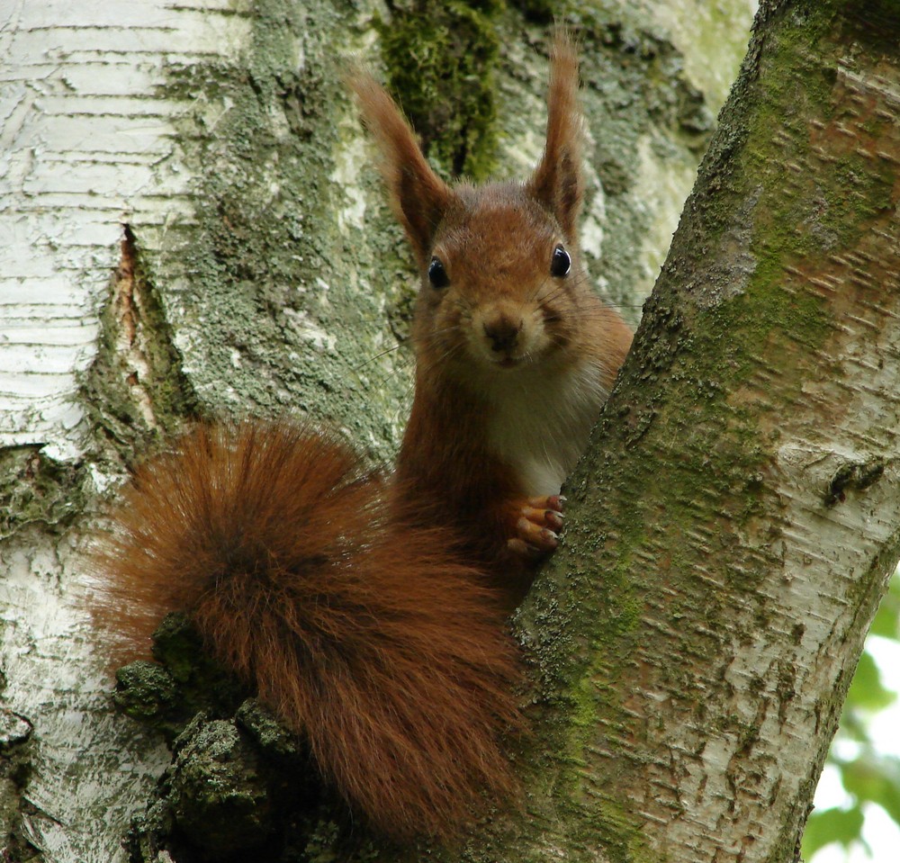 Eichhörnchen