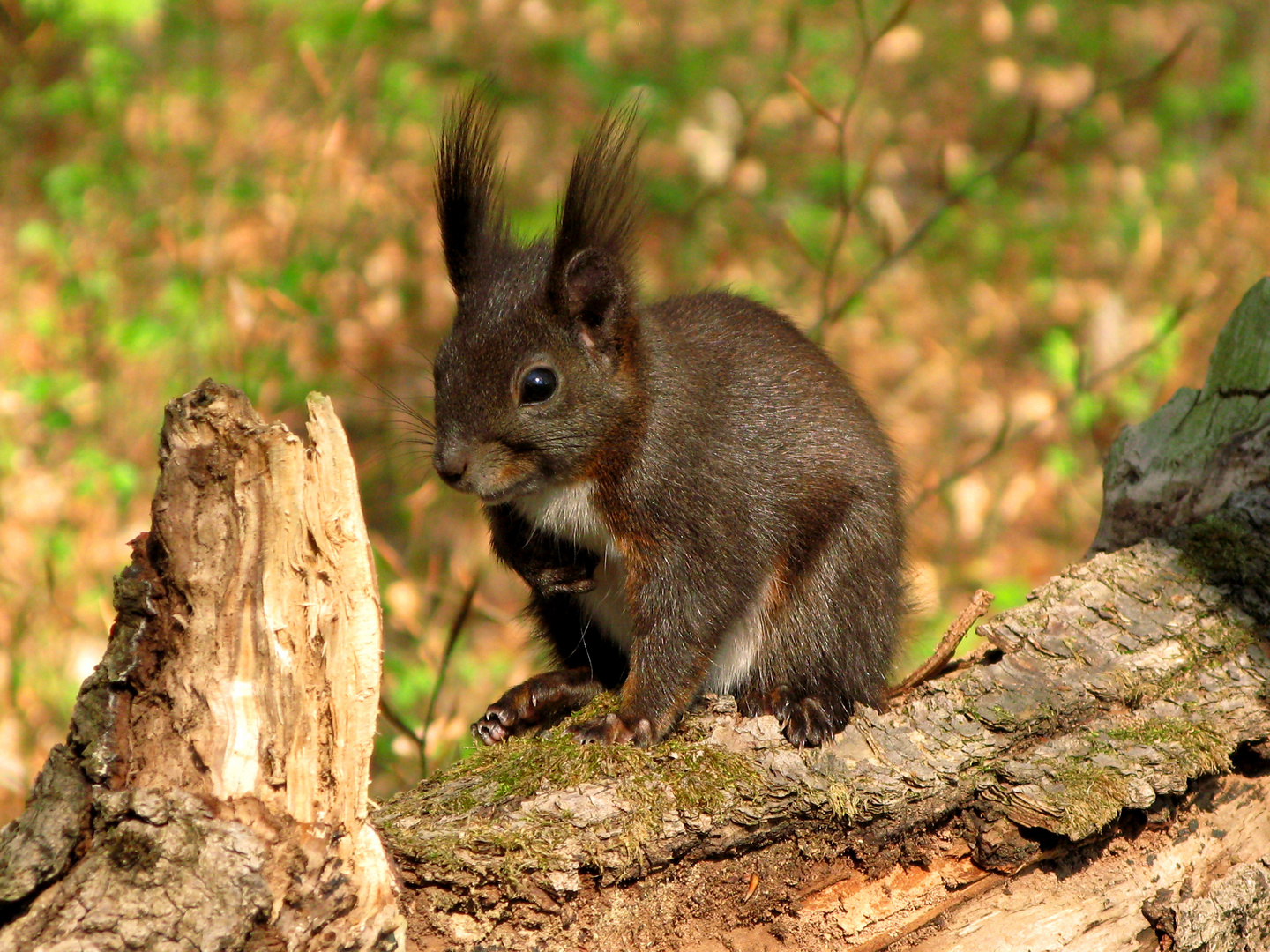 Eichhörnchen (8)