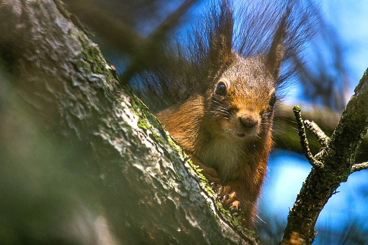 Eichhörnchen