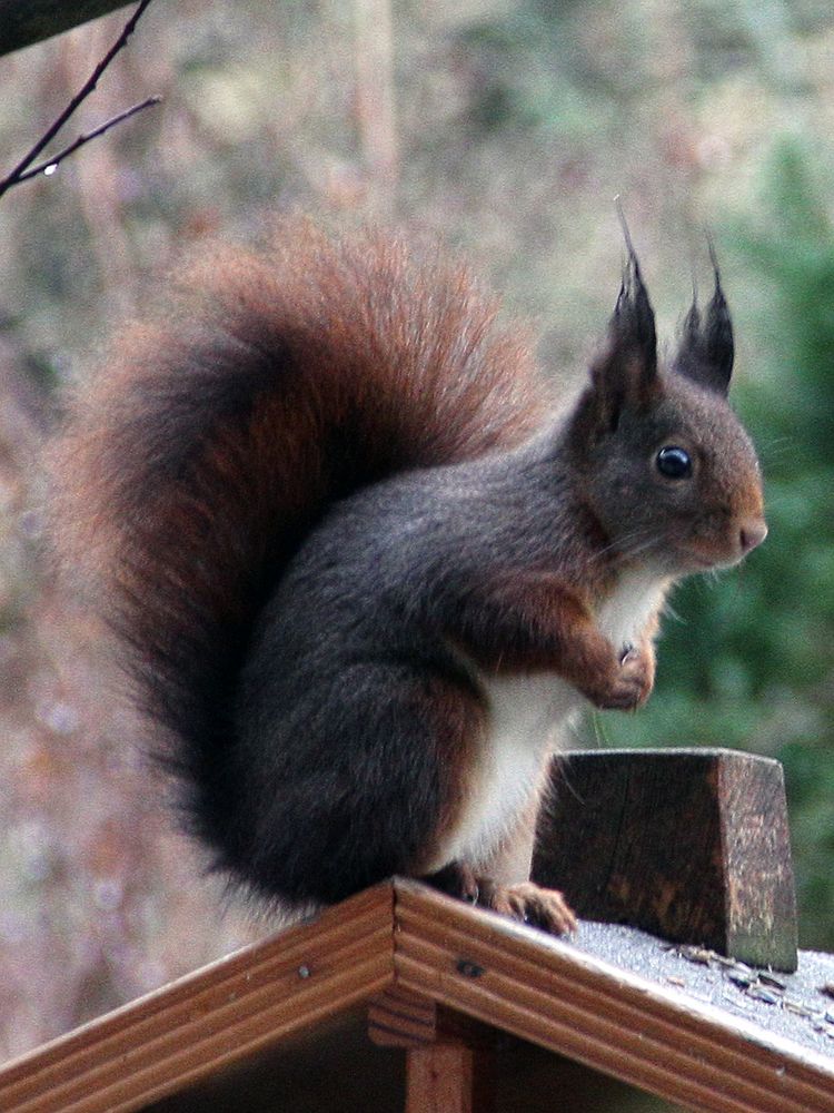 Eichhörnchen