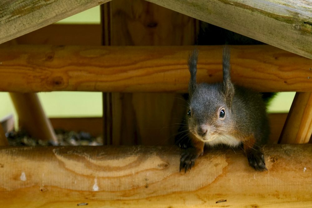 Eichhörnchen...