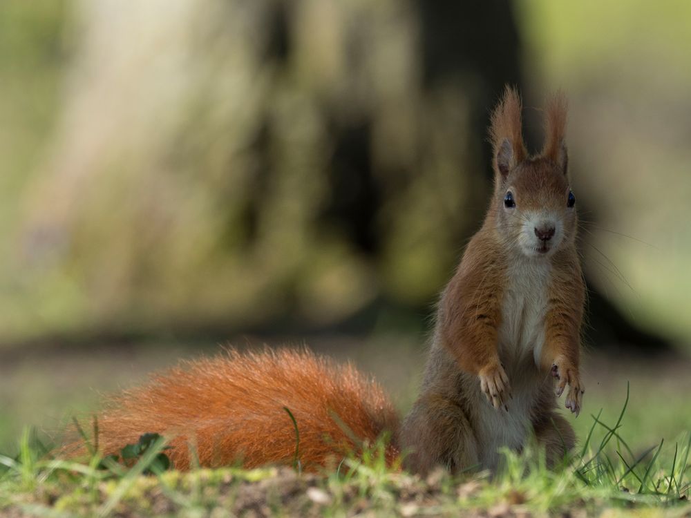 Eichhörnchen