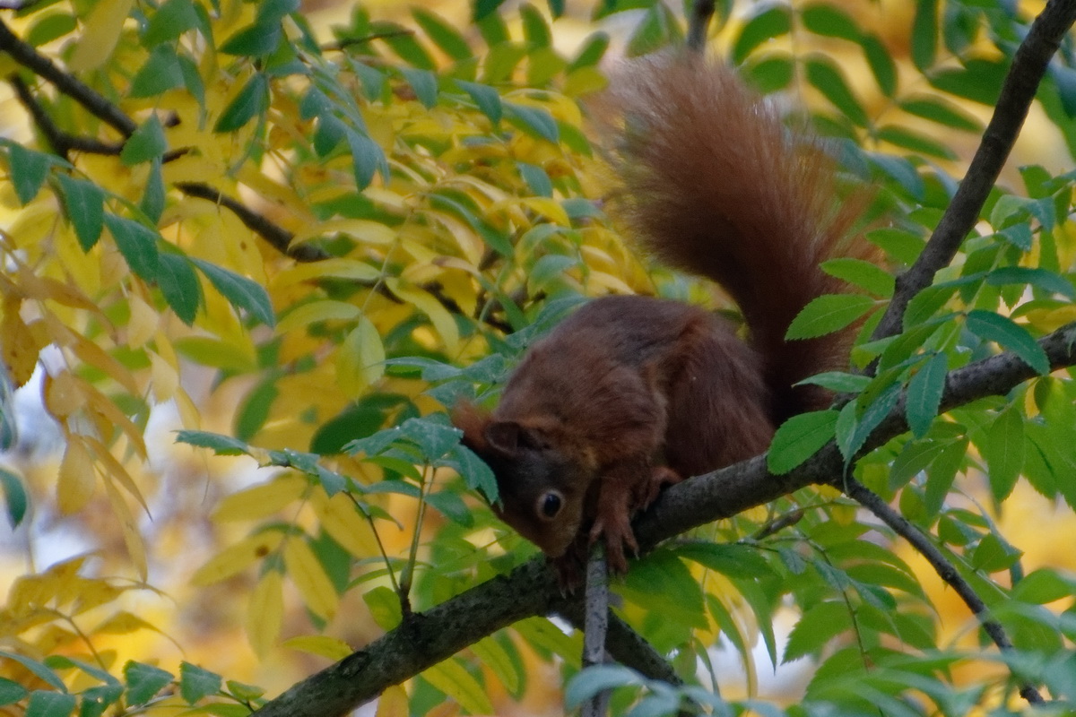 Eichhörnchen