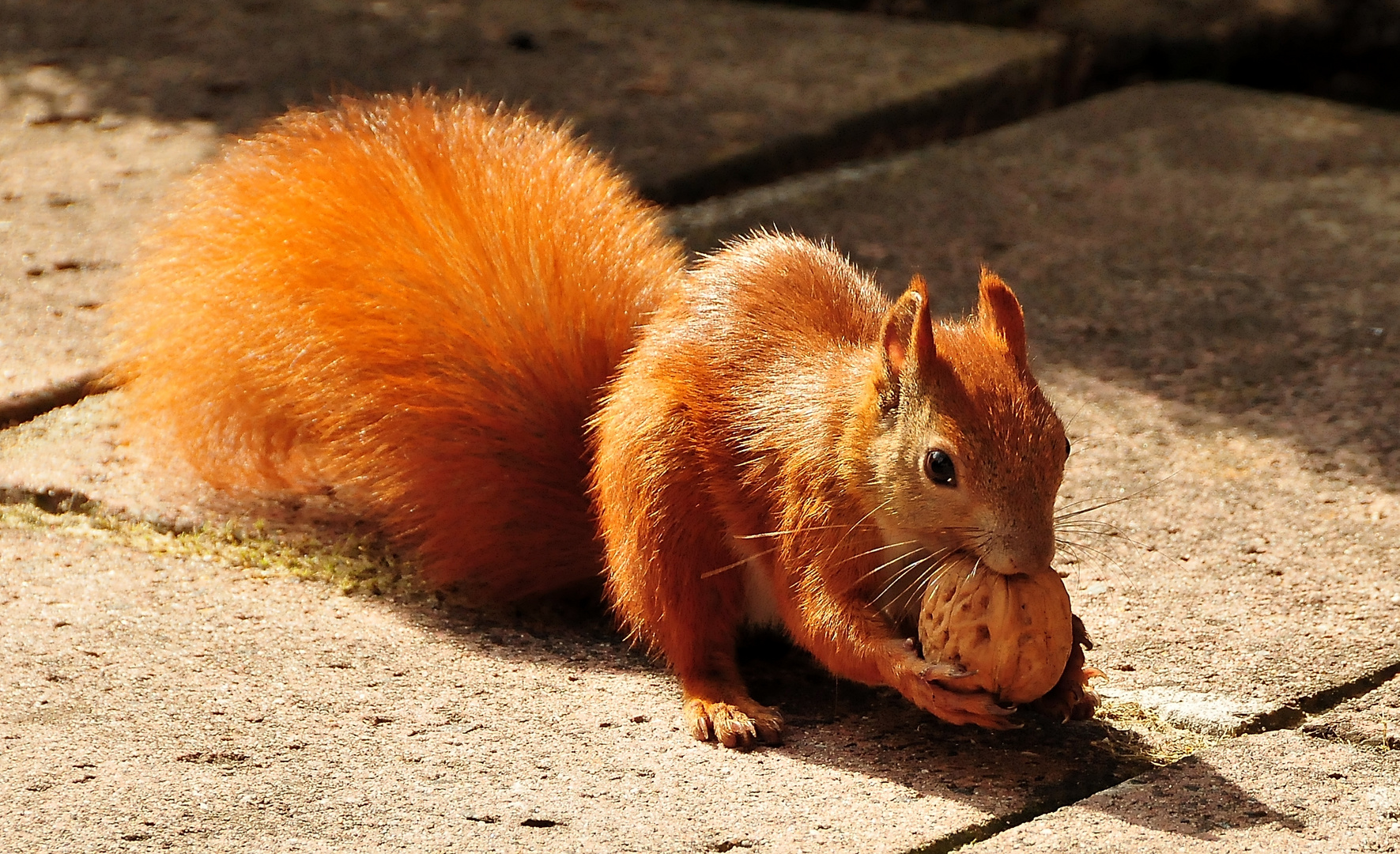 Eichhörnchen