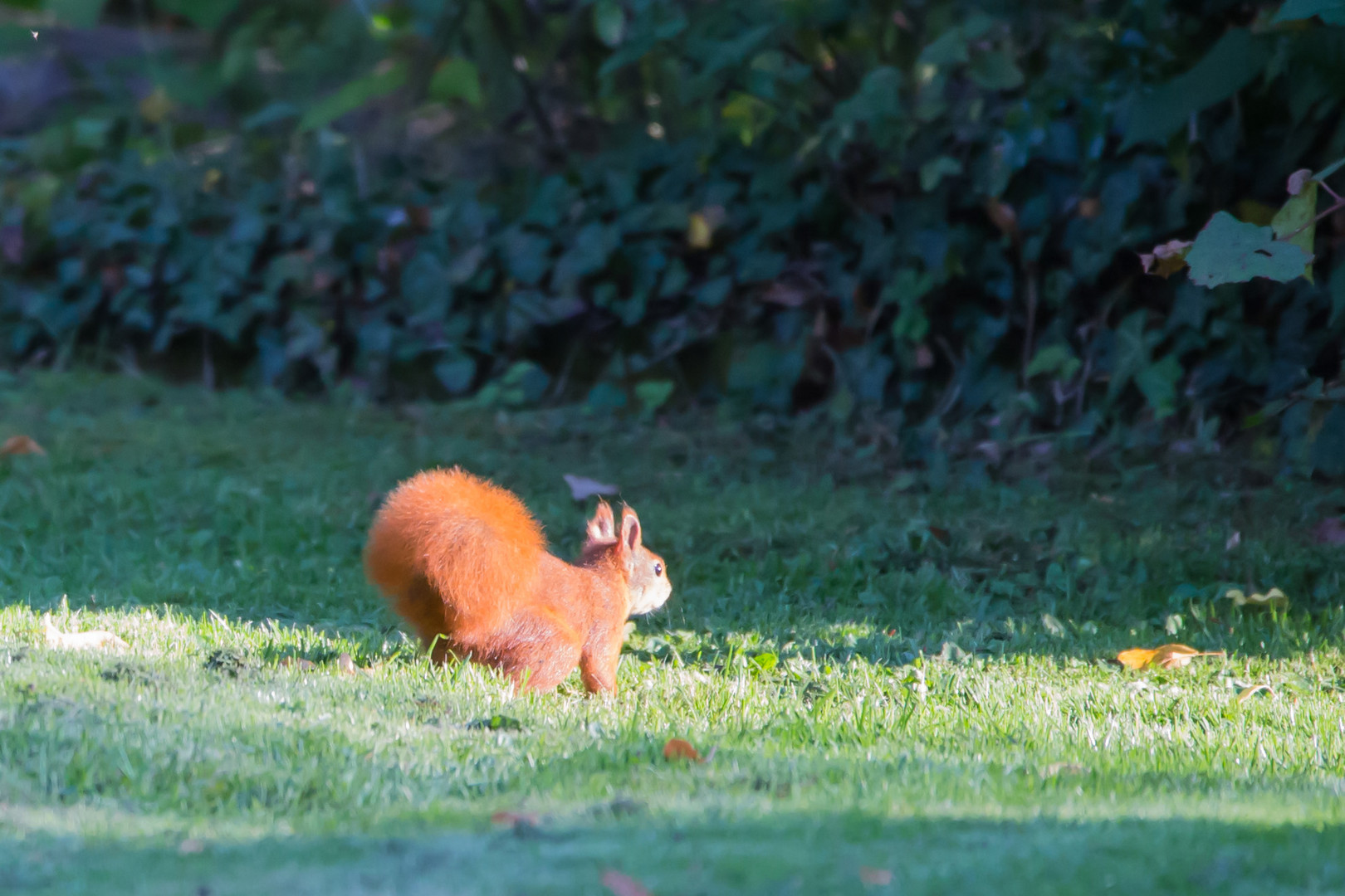 Eichhörnchen 