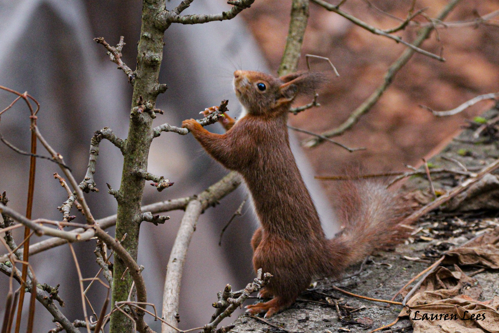 Eichhörnchen. 