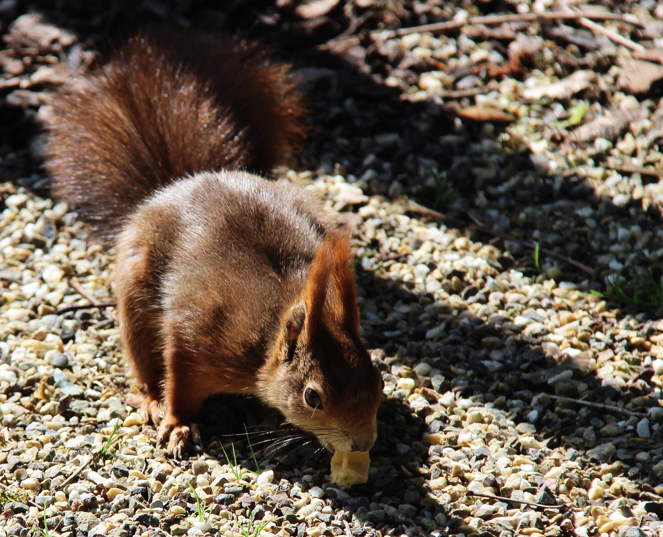 Eichhörnchen