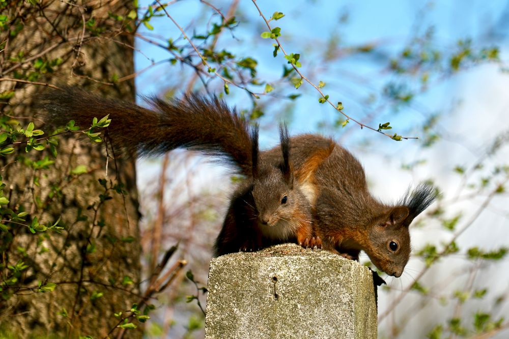 Eichhörnchen