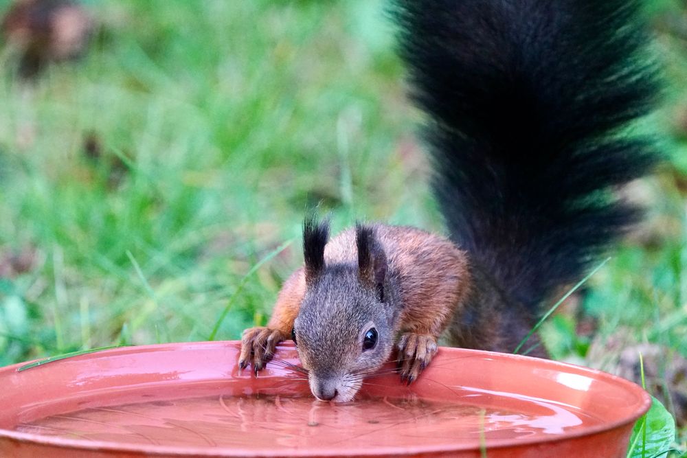 Eichhörnchen..