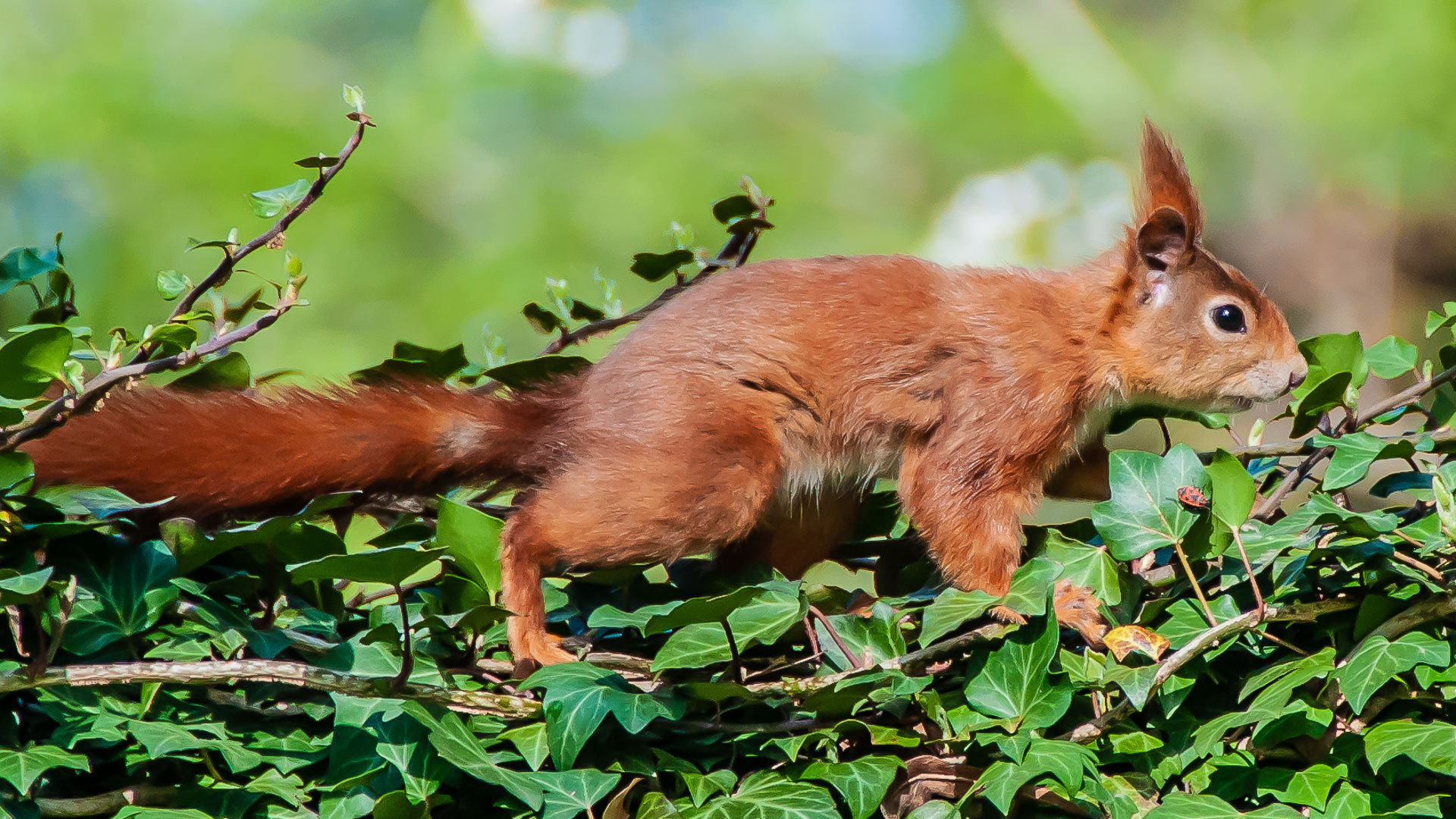 Eichhörnchen