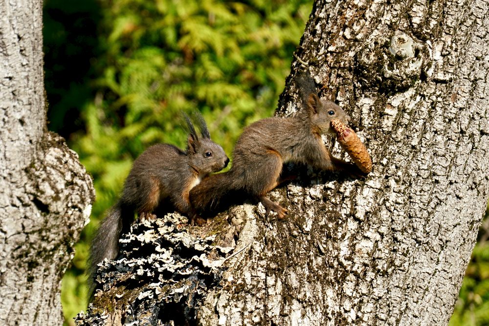 Eichhörnchen..