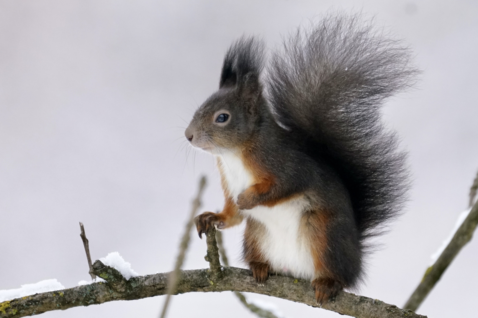 Eichhörnchen