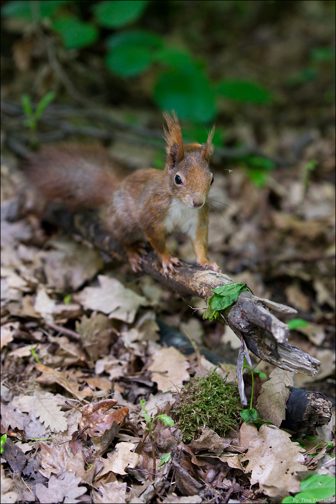 - Eichhörnchen -