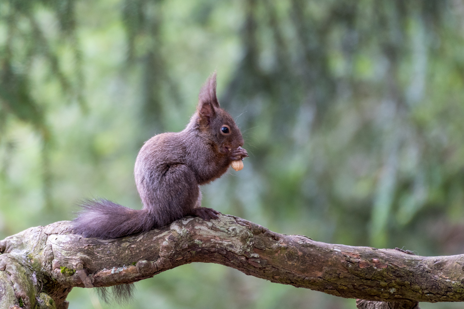 Eichhörnchen