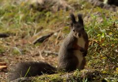 Eichhörnchen