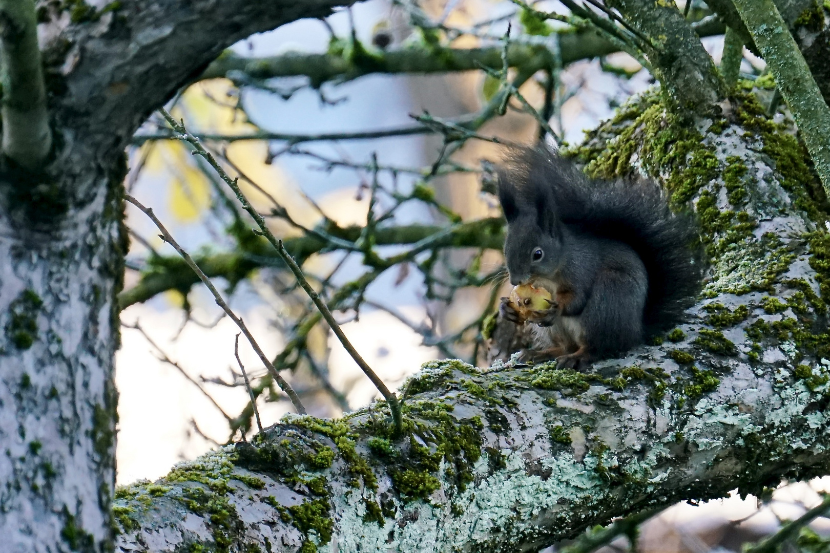 Eichhörnchen..