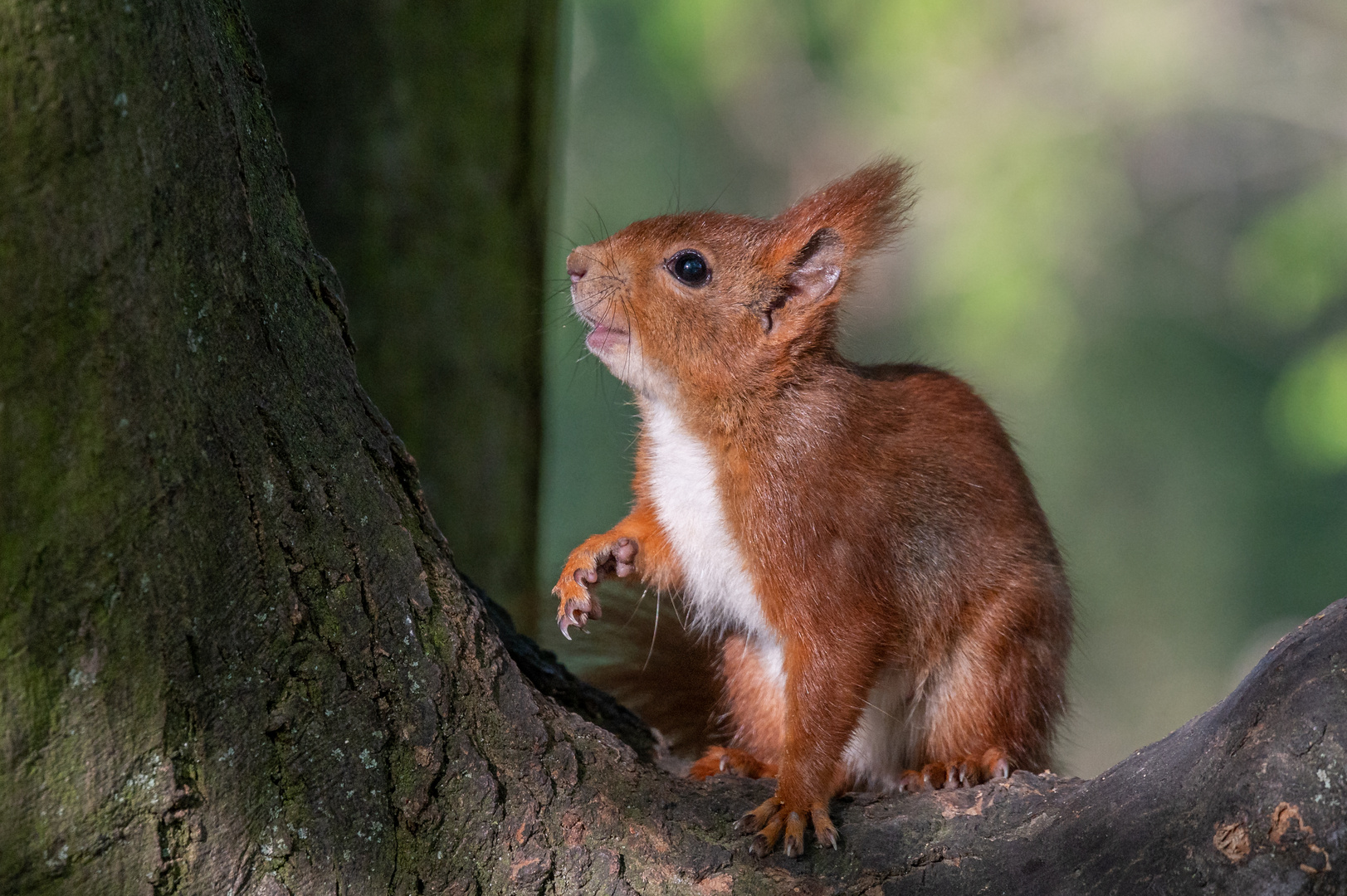 Eichhörnchen