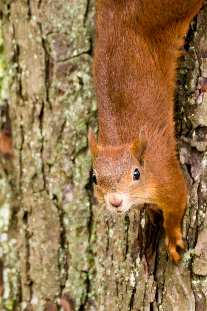 Eichhörnchen