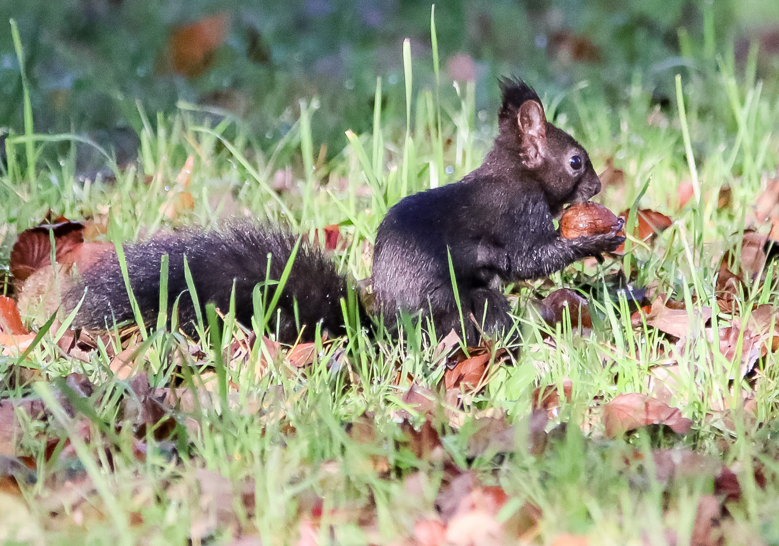 Eichhörnchen