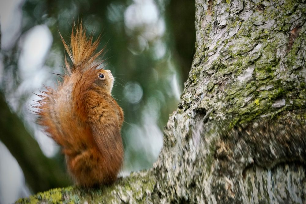 Eichhörnchen