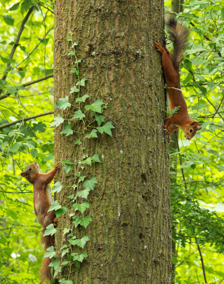 Eichhörnchen...