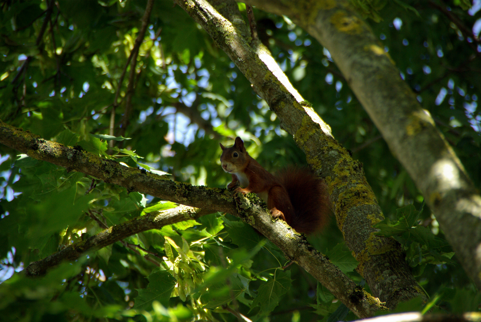 Eichhörnchen