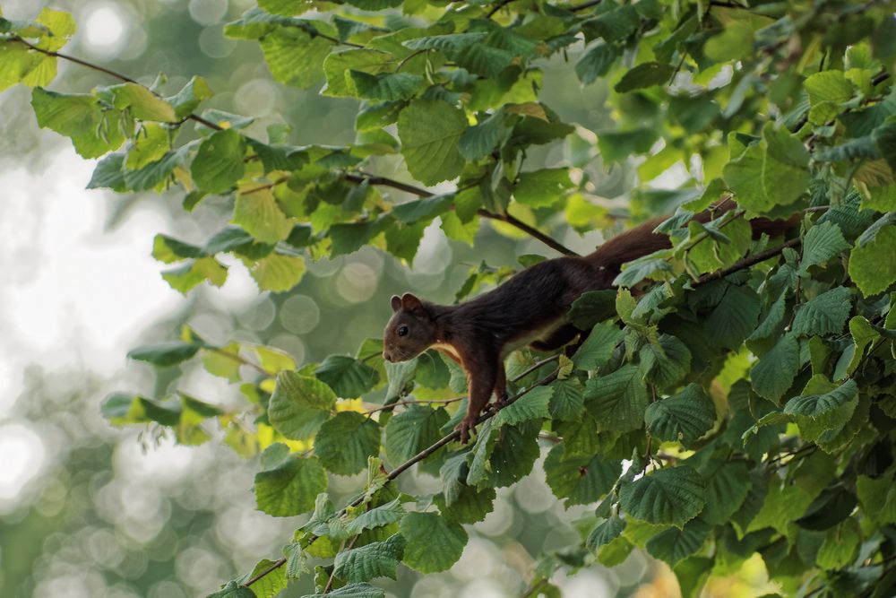 Eichhörnchen