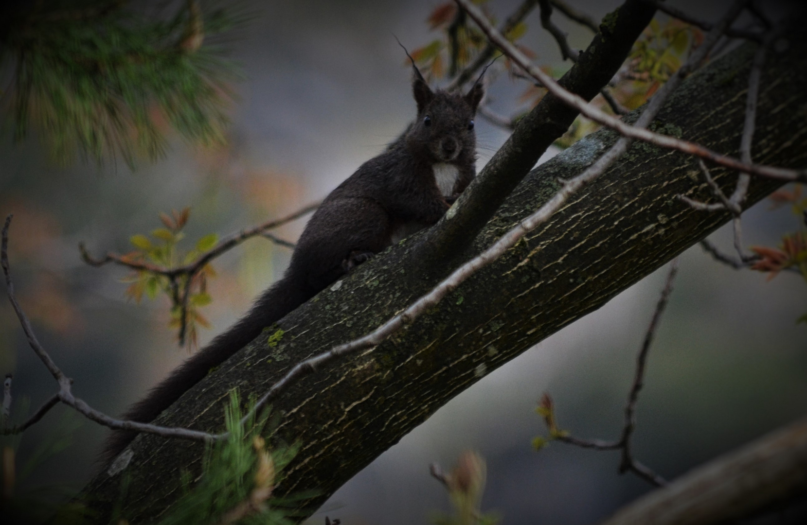 Eichhörnchen