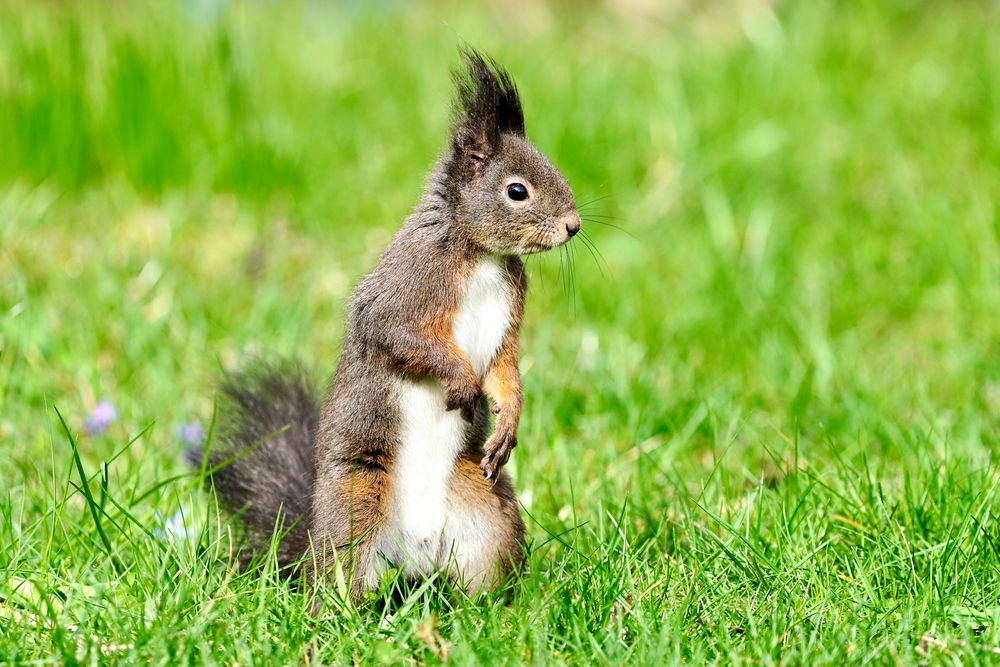 Eichhörnchen