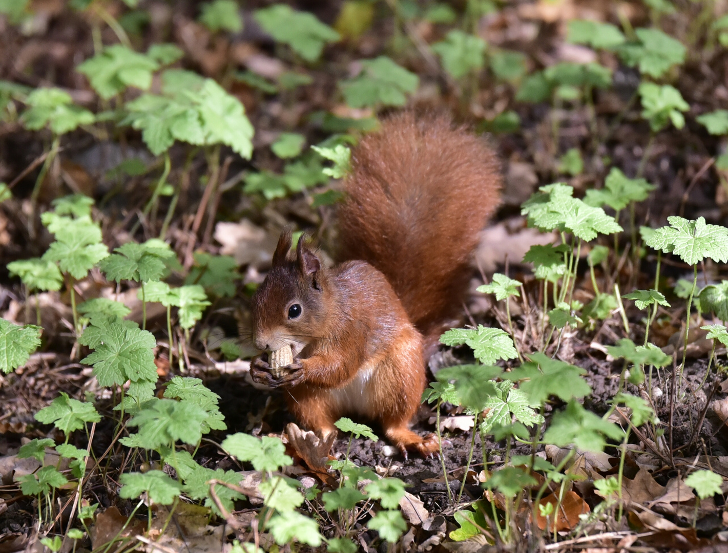 Eichhörnchen 