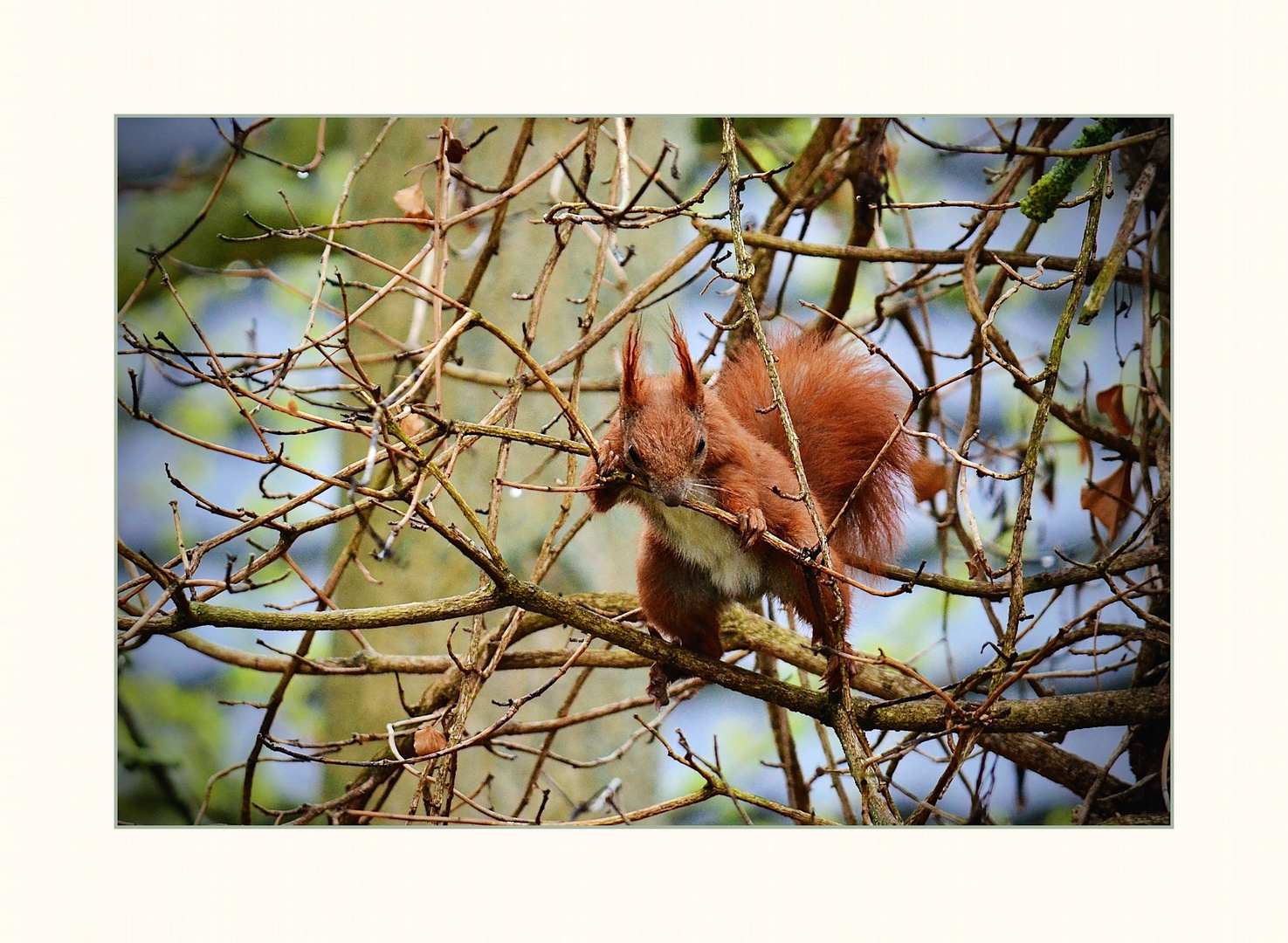 Eichhörnchen