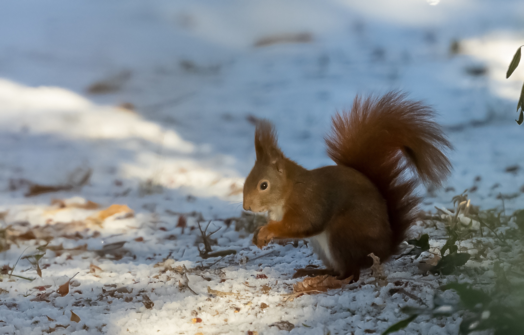 Eichhörnchen