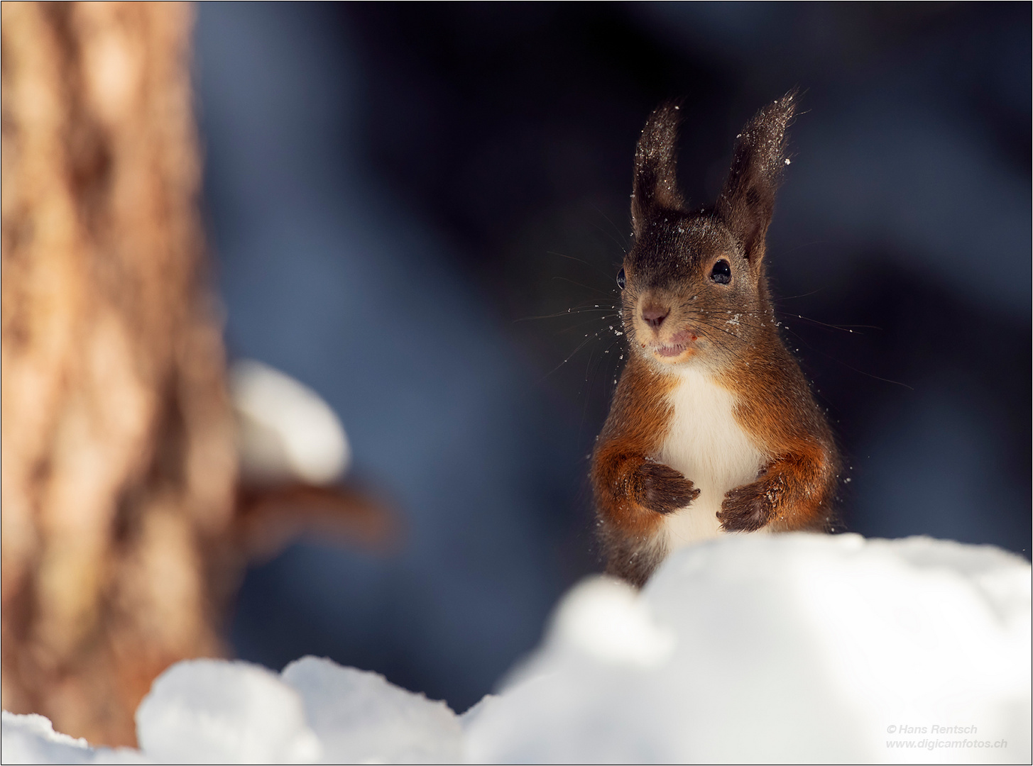 Eichhörnchen 