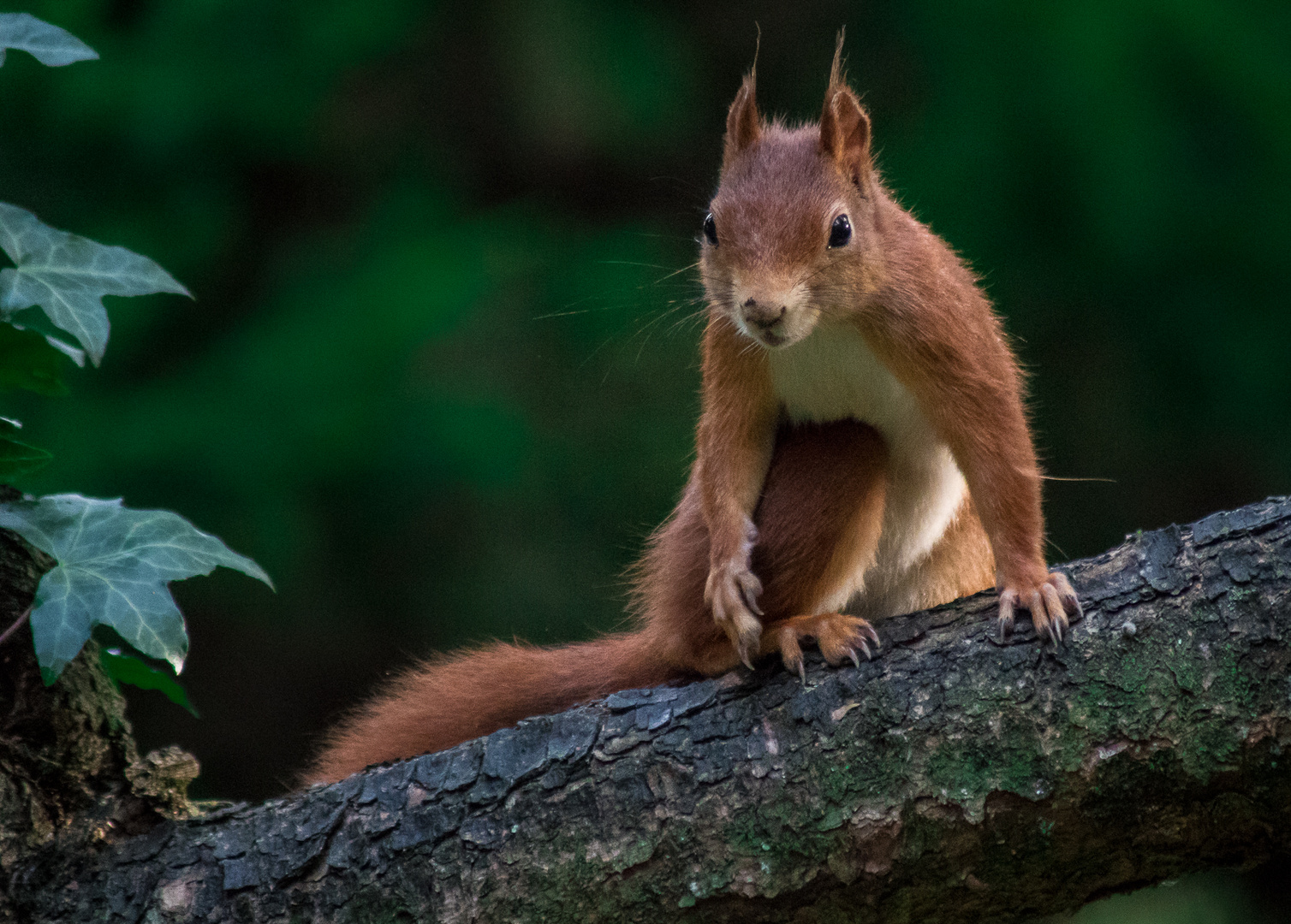 Eichhörnchen :)