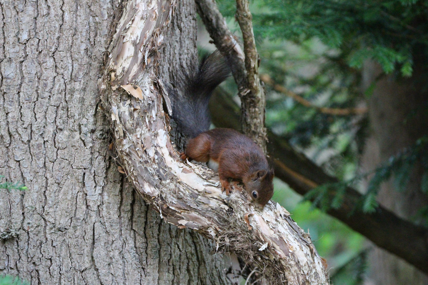 Eichhörnchen 