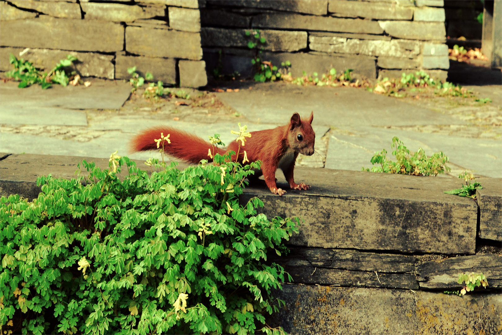 Eichhörnchen