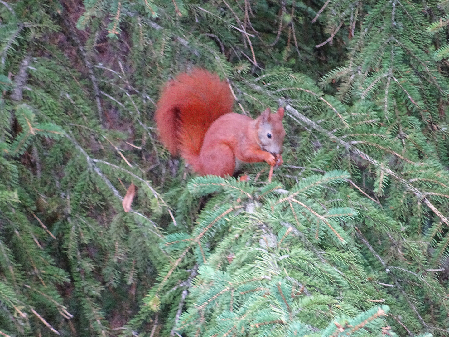 Eichhörnchen