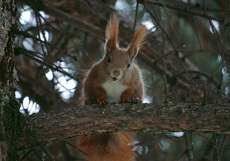 Eichhörnchen