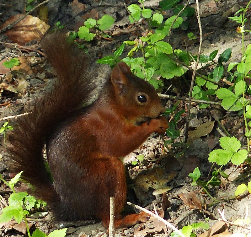 Eichhörnchen