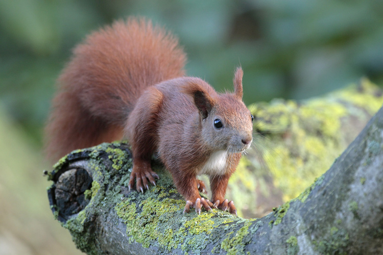 Eichhörnchen